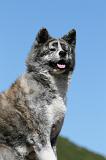 AKITA INU 467
